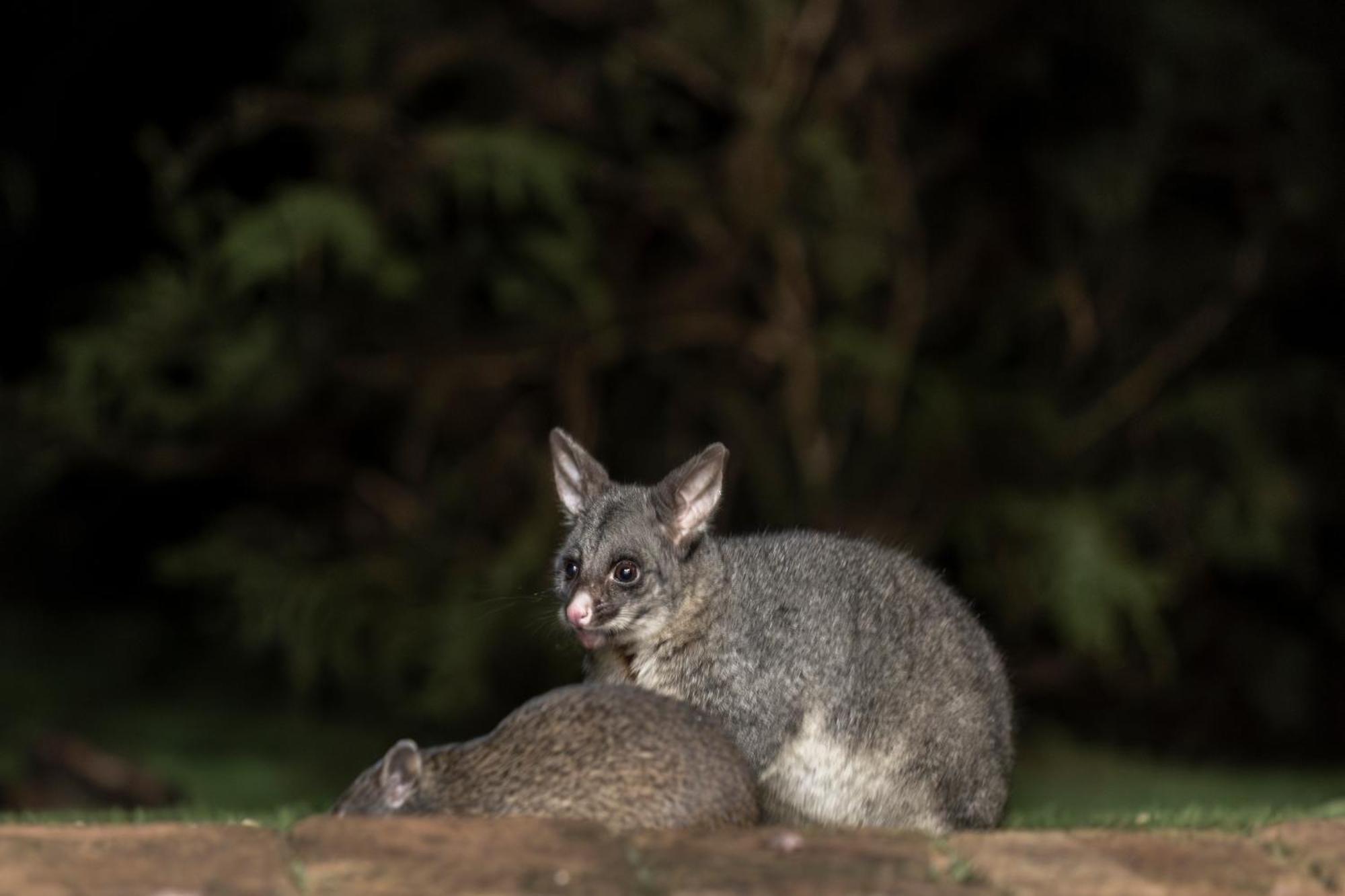 Yelverton Brook Conservation Sanctuary Metricup Esterno foto
